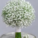200 Baby'S Breath Seeds Organic Easy to Grow
