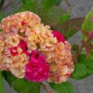 200 Coral Cockscomb Celosia Cristata Seeds Organic Easy to Grow
