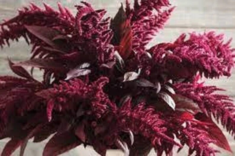 100 Red Spike Amaranthus Seeds Organic Easy to Grow