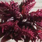 100 Red Spike Amaranthus Seeds Organic Easy to Grow