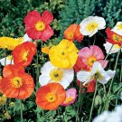 200 Poppy Mix Seeds Organic Easy to Grow