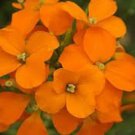 500 Siberian Wallflower Seeds Organic Easy to Grow