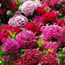 500 Sweet William Biennial Seeds Organic Easy to Grow