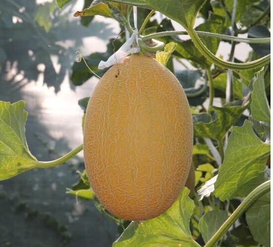 10 Golden Hami Melon Seeds Organic Easy to Grow