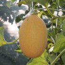 10 Golden Hami Melon Seeds Organic Easy to Grow