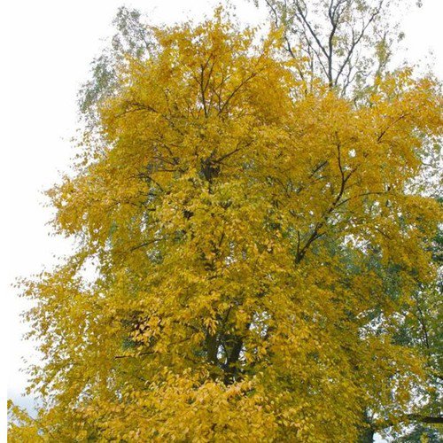 Betula Lenta Sweet Birch Tree Seeds Pleasant Wintergreen Aroma Easy to Grow