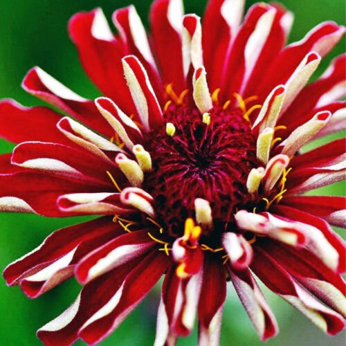 Zinnia Elegans Zinnia Scarlet Scarlet Flame Flower Seeds Vivid Scarlet Red Easy to Grow