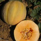 Minnesota Midget Melon Cucumis Melo Vegeatable Seeds Sweet And Flavorful Easy to Grow