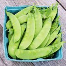 Oregon Sugar Pod 2 Pea Edible Pod Pisum Sativum Vegetable Seeds Cold Hardy Easy to Grow