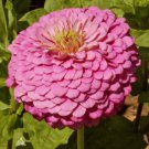 Zinnia Elegans Zinnia Pink Luminosa Flower Seeds Vibrant Pink Display Easy to Grow