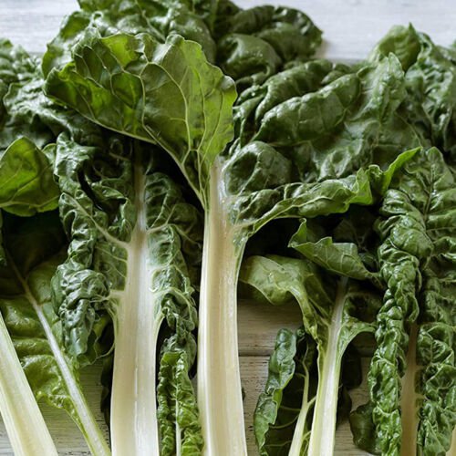Lucullus Giant Swiss Chard Beta Vulgaris Cicla Vegetable Seeds Giant Size Easy to Grow