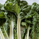 Lucullus Giant Swiss Chard Beta Vulgaris Cicla Vegetable Seeds Giant Size Easy to Grow