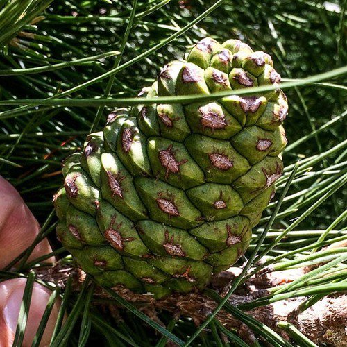 Pinus Eldarica Afgan Pine Mondell Pine Tree Seeds Attractive Appearance Easy to Grow