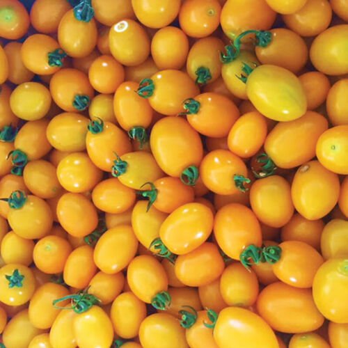 Sun Bliss F1 Hybrid Tomato Grape Tomato Lycopersicon Esculentum Tomato Seeds Easy to Grow