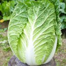 Kyoto Barrel Head Type Brassica Rapa Pekinensis Vegetable Seeds Cold Hardy Easy to Grow