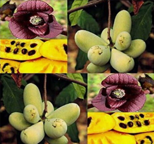 Asimina Triloba Common Pawpaw Tree Seeds Largest Native Fruit Easy to Grow