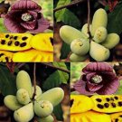 Asimina Triloba Common Pawpaw Tree Seeds Largest Native Fruit Easy to Grow