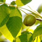Carya Laciniosa Shellbark Hickory Tree Seeds Massive Tree Distinctive Bark Easy to Grow
