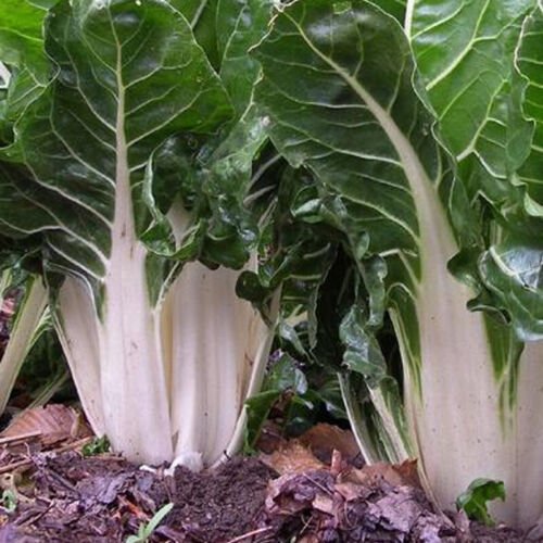 Large White Rib Swiss Chard Beta Vulgaris Cicla Vegetable Seeds  Easy to Grow