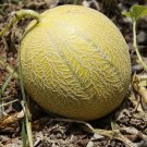 Rocky Ford Green Flesh Melon Cucumis Melo Vegeatable Seeds Green Juicy Flesh Easy to Grow