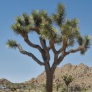 Yucca Brevifolia Joshua Tree Plant Seeds Iconic Desert Plant Easy to Grow