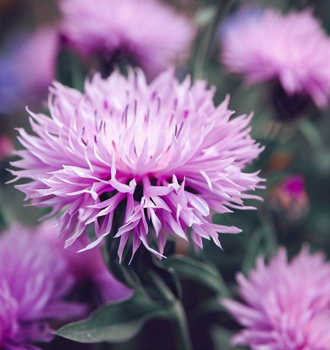 Centaurea Americana American Basketflowe Flower Seeds Delicate Unique Blooms Easy to Grow