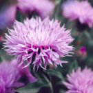 Centaurea Americana American Basketflowe Flower Seeds Delicate Unique Blooms Easy to Grow