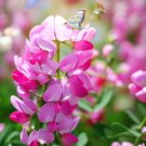 Hedysarum Boreale Utah Sweetvetch Flower Seeds Attractive Appearance Easy to Grow