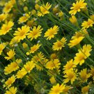 Thymophylla Tenuiloba Dahlberg Daisy Flower Seeds Tiny Vibrant Flowers Easy to Grow