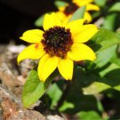 Sanvitalia Procumbens Creeping Zinnia Grass Seed Alternative Flower Seeds Easy to Grow