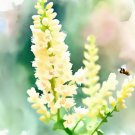 Reseda Odorata Sweet Mignonette Flower Seeds Showy Fragrant Flowers Easy to Grow