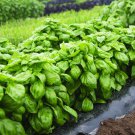 Basil Genovese Ocimum Basilicum Herb Seeds Large Leaves Easy to Grow