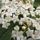 Viburnum Setigerum Tea Viburnum Shrub Seeds Vibrant Fall Foliage Fragrant Easy to Grow