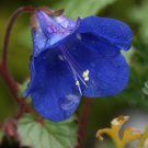 Phacelia Campanularia California Bluebell Flower Seeds  Easy to Grow