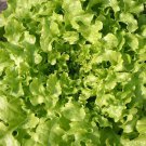 Green Salad Bowl Leaf Lettuce Lactuca Sativa Vegetable Seeds Sweet Flavor Easy to Grow