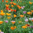 Eschscholzia Californica California Poppy Formula Mix Flower Seeds Delicate Easy to Grow