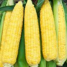 Kandy Korn Hybrid Yellow Sweet Corn Zea Mays Corn Seeds Extra Sweet Taste Easy to Grow