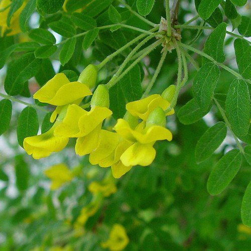 Caragana Arborescens Siberian Pea Tree Tree Seeds Pea Like Shaped Flowers Easy to Grow