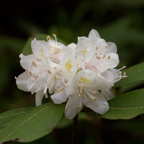 Rhododendron Carolinianum Var Alba White Carolinianum Shrub Seeds Longevity Easy to Grow