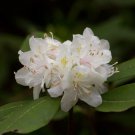 Rhododendron Carolinianum Var Alba White Carolinianum Shrub Seeds Longevity Easy to Grow