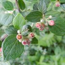 Cotoneaster Dielsianus Cs Diel'S Cotoneaster Shrub Seeds Evergreen Foliage Easy to Grow