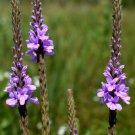 Verbena Stricta Hoary Vervain Flower Seeds Eye Catching Nectar Rich Blooms Easy to Grow