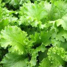 Southern Giant Curled Mustard Brassica Juncea Vegetable Seeds Curly Leaves Easy to Grow