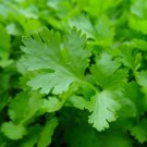 Parsley Italian Giant Petroselinum Crispum Herb Seeds Easy to Grow Parsley Italian Giant Petroselinum Crispum Herb Seeds Easy to Grow