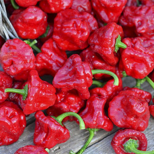 Jamaican Hot Red Pepper Hot Capsicum Annuum Vegetable Seeds Super Hot Easy to Grow