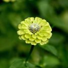 Zinnia Elegans Zinnia Green Envy Flower Seeds Striking Green Colored Bloom Easy to Grow