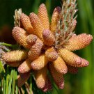 Pinus Patula Mexican Weeping Pine Tree Seeds Distinctive Cones Majestic Easy to Grow Pinus Patula Mexican Weeping Pine Tree Seeds Distinctive Cones Majestic Easy to Grow