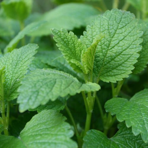 Lemon Balm Melissa Officinalis Herb Seeds Hardy And  Easy to Grow