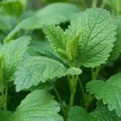 Lemon Balm Melissa Officinalis Herb Seeds Hardy And  Easy to Grow