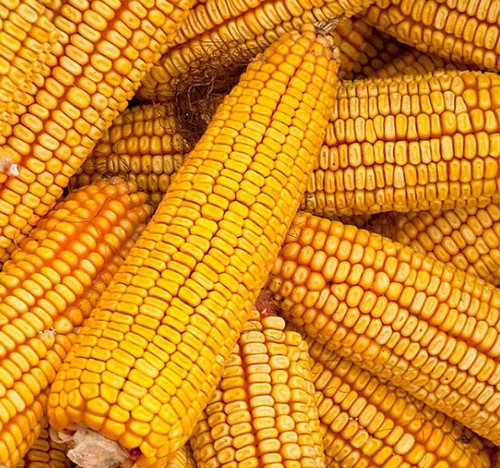 Reid'S Yellow Yellow Dent Field Corn Heirloom Corn Zea Mays Corn Seeds Easy to Grow